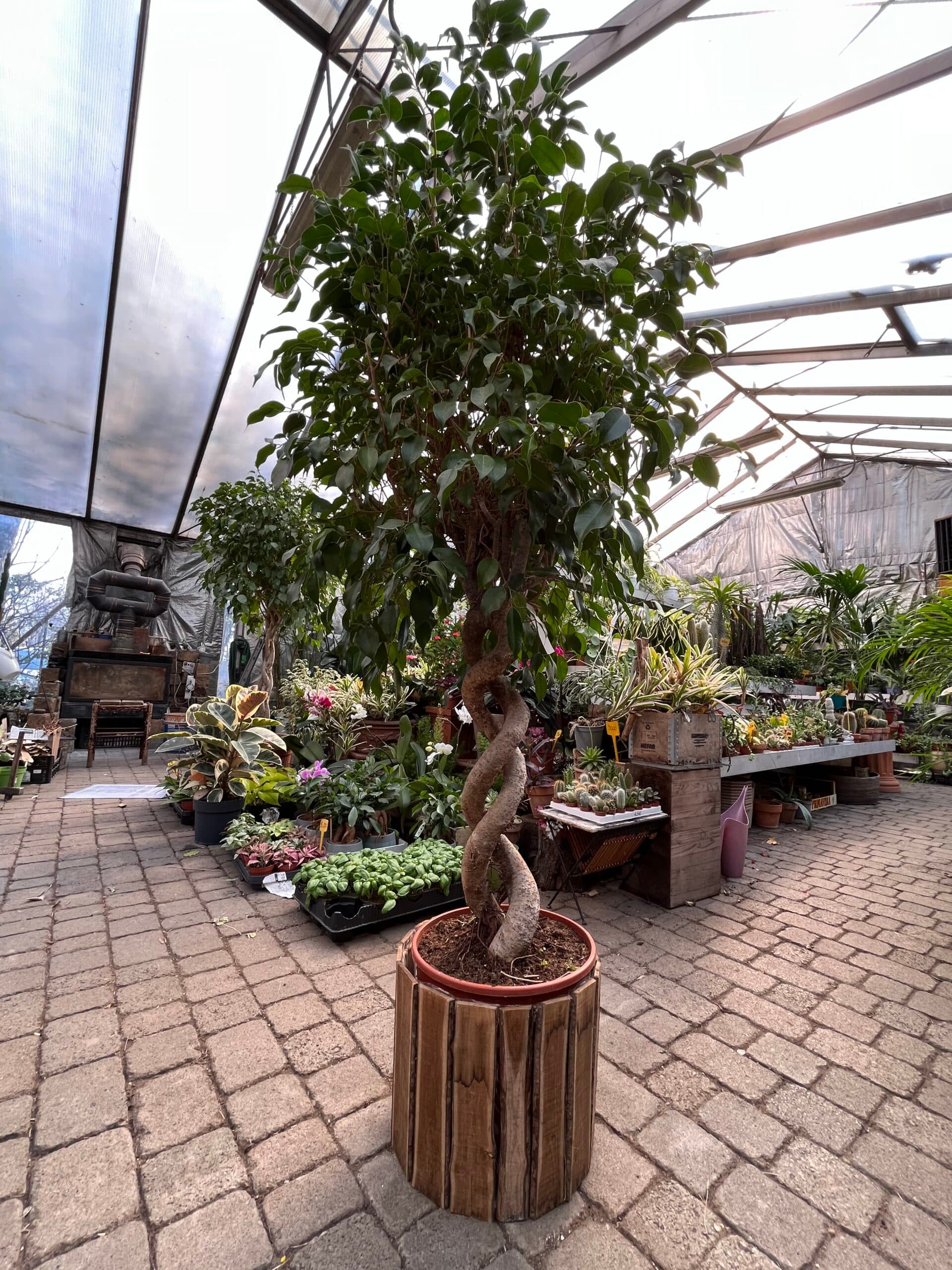 Piante da Interno