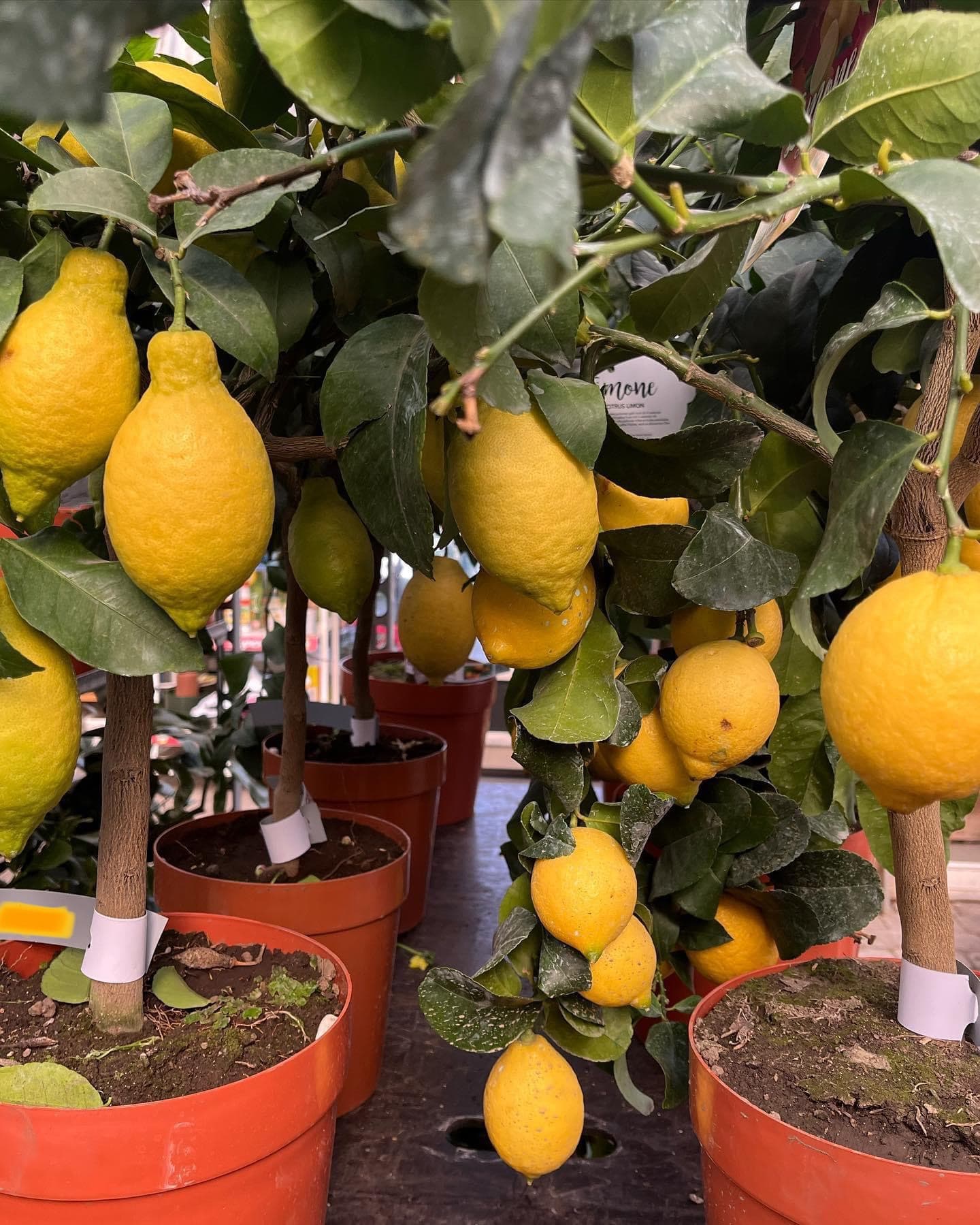 Orto, Frutteto e Cucina