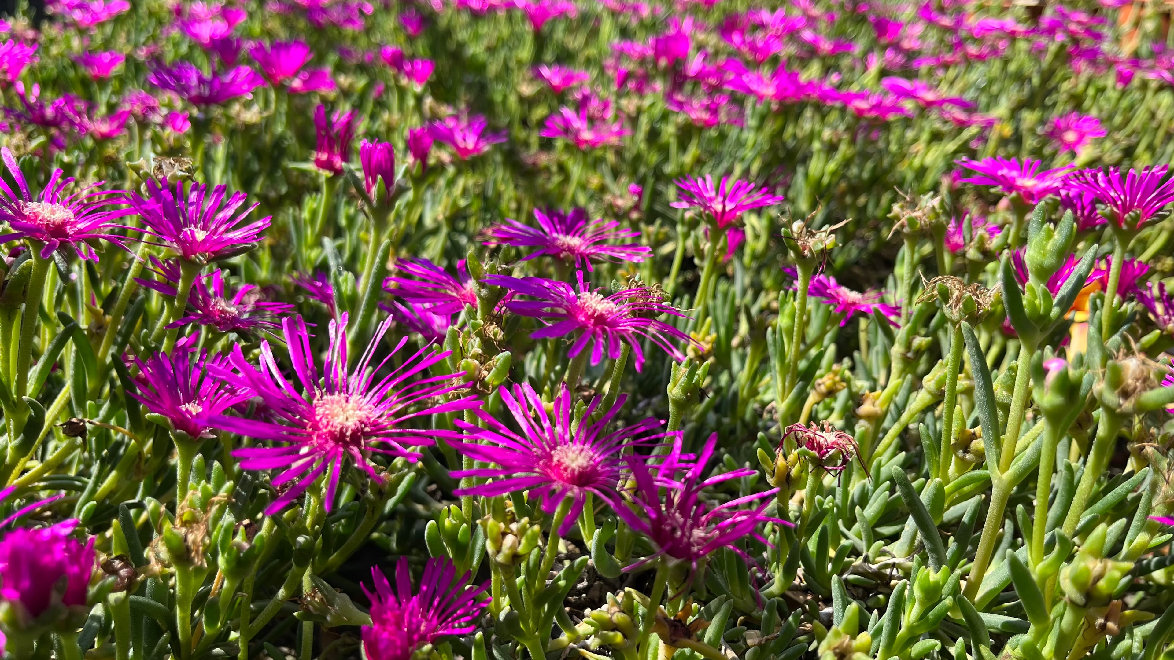 Piante da Esterno