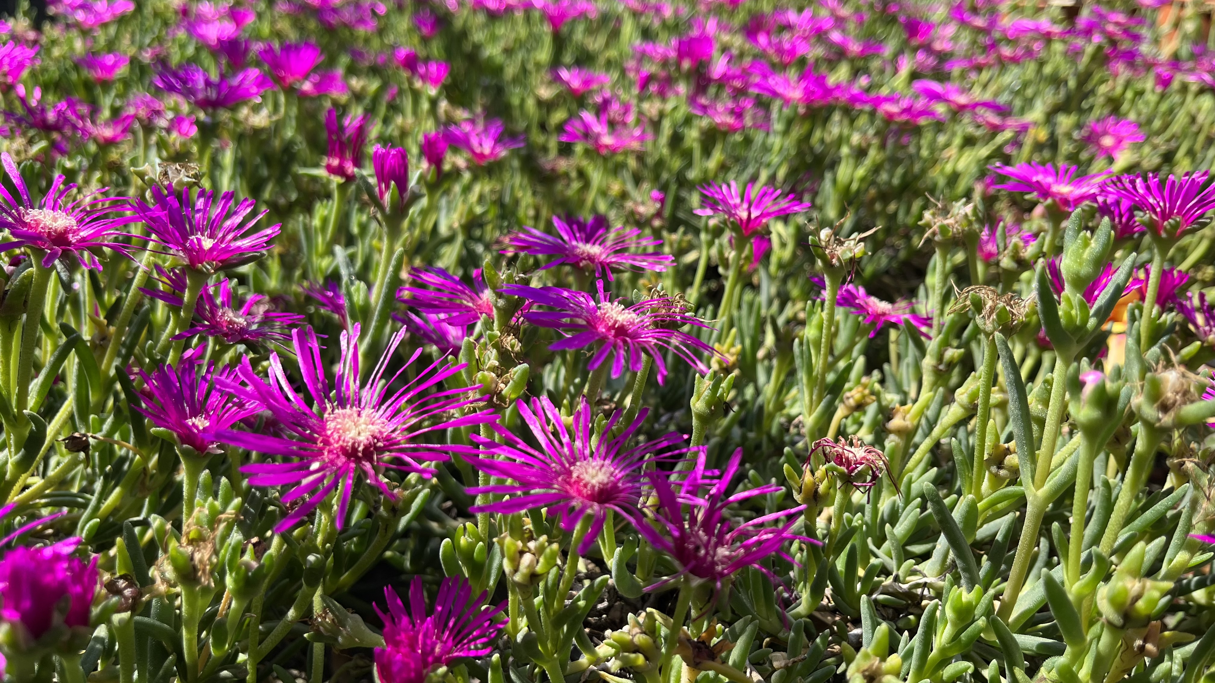 Piante da Esterno
