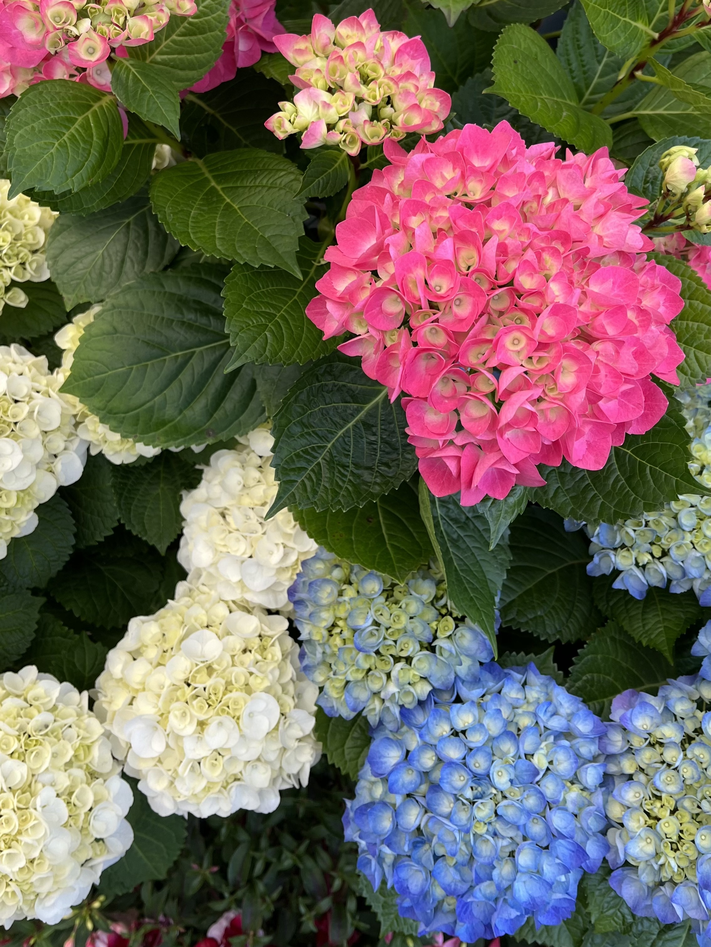 Piante e Fiori Stagionali